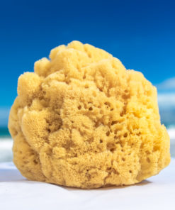 natural sea sponge large