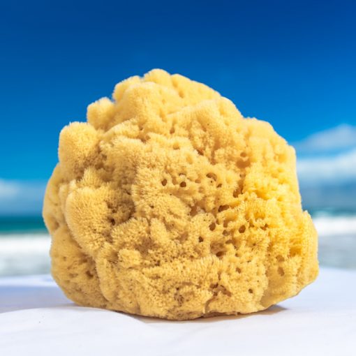 natural sea sponge large