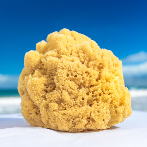 Natural Sea Sponge