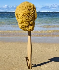 Natural Sea Spong on a Stick