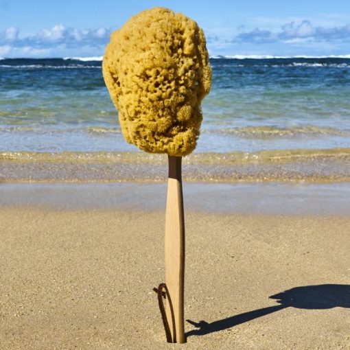 Natural Sea Spong on a Stick
